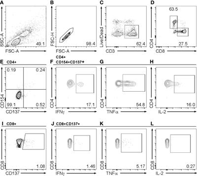 HCoV- and SARS-CoV-2 Cross-Reactive T Cells in CVID Patients